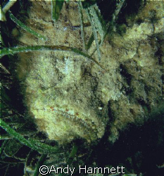 The grimfaced Stonefish. He was lying in about 3 feet of ... by Andy Hamnett 